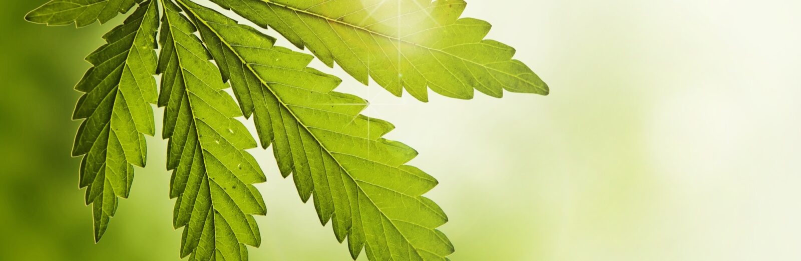 ISPE Canada Affiliate