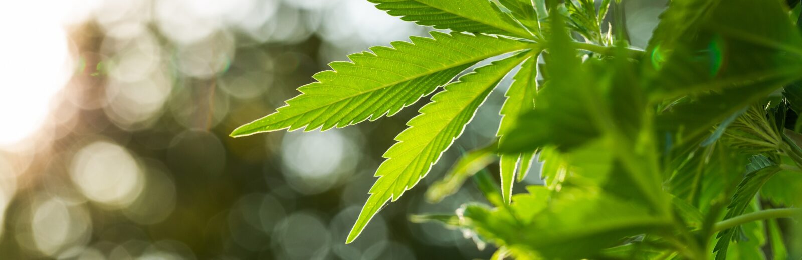 ISPE Canada Affiliate